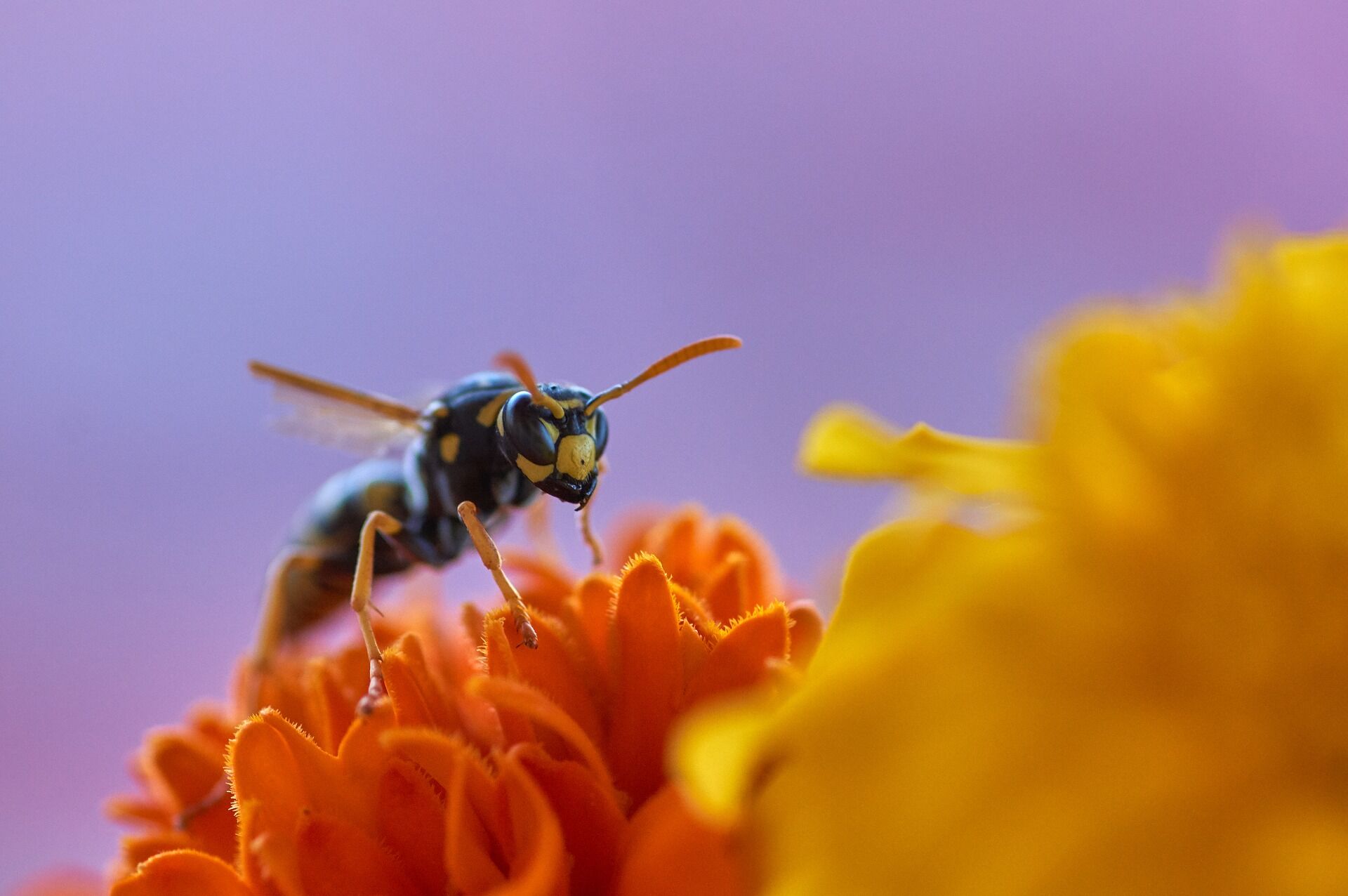 wasp-6220978_1920