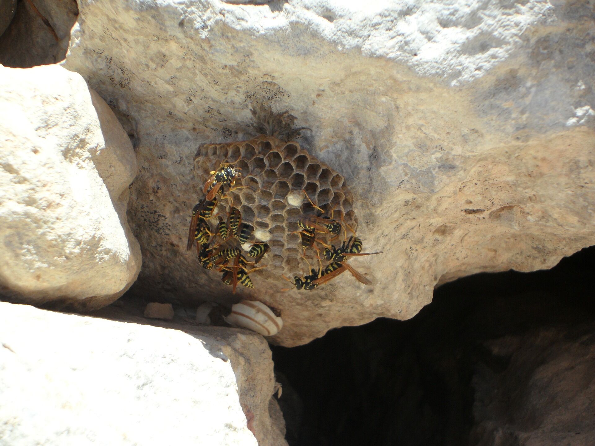 wasps-116560_1920